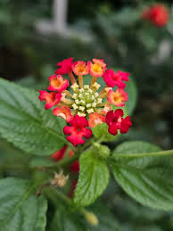 Image result for Lantana camara