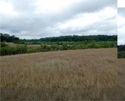 Image result for Melastomastrum segregatum