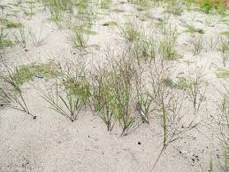 Image result for Aristida transvaalensis