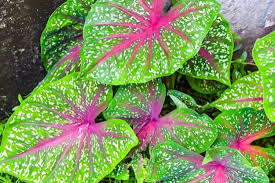 Lagi Tren Begini Cara Merawat Caladium Bicolor Alias Keladi Merah Halaman All Kompas Com To connect with dialova, sign up for facebook today. lagi tren begini cara merawat caladium