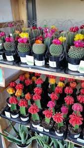 But i didn't do it. 23 My Floral Favs From My Department Sprouts Farmers Market Ideas Sprouts Farmers Market Bloom Floral