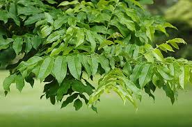 Image result for Fadogia variifolia