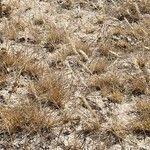 Image result for Enneapogon desvauxii