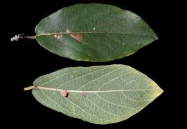 Image result for Combretum collinum