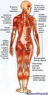 To build arm muscles quickly, aim to lift weights about 5 days out of every week with 2 days for resting or cardio. 7 Muscle Map Ideas Muscle Anatomy Exercise Muscle