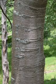 Image result for Celtis tetrandra