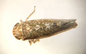 Image result for Alistylus