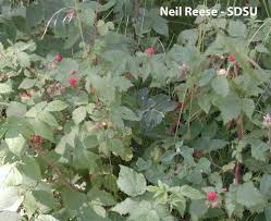 Image result for Rubus iringanus