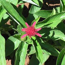 Image result for Erythrocephalum decipiens