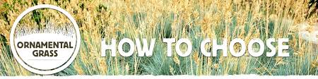 How To Choose The Best Ornamental Grasses
