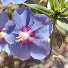 Image result for Lysimachia monelli