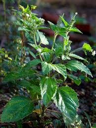 Image result for Croton hirtus