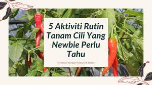 Pokok cili perlu dipacakkan kayu sokongan untuk mengelakkan pokok daripada tumbang jika angina kuat. 5 Aktiviti Rutin Tanam Cili Yang Newbie Perlu Tahu Youtube
