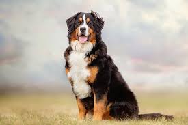 We did not find results for: Bernese Mountain Dog Dog Breed Information