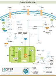 Glutamine Metabolism Pathway In 2020 Cell Biology Pathways Cellular Energy