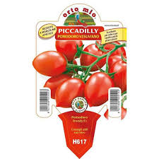 Image result for tomato Piccadilly