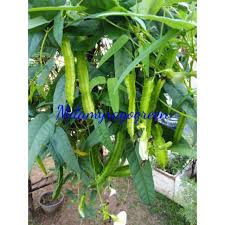 Pernah tak makan kacang botol? Biji Benih Kacang Botol Kacang Botor Kacang Kelisa Shopee Malaysia