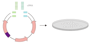 Yeast One Hybrid Y1h System Introduction Construction Of Hybrid Library Zoonbio Biotechnology