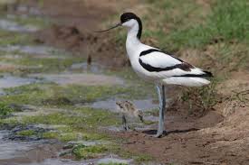 Rspb frampton marsh ~ a wader wonderland explained. Lincolnshire Bird Club Rspb Frampton Marsh