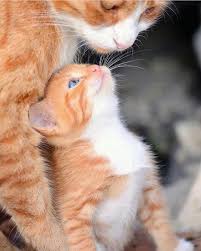 Excellent Funny Cats Tips Are Readily Available On Our Internet Site Read More And You Wont Be Sorry You Did Funnycats In 2020 Cute Cats Cute Animals Kittens Cutest