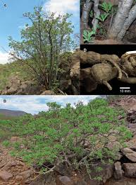 Image result for Hymenodictyon