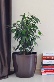 Two persons had no other allergy. Weeping Fig How To Grow And Care For Ficus Benjamina Trees Com