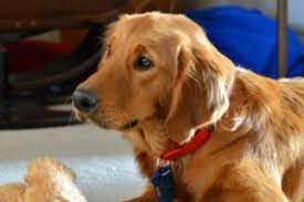 Goldheart Golden Retriever Rescue Adoptions And Fostering