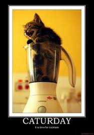 The best saturday funny images. Caturday Know Your Meme