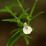 Image result for Justicia striata