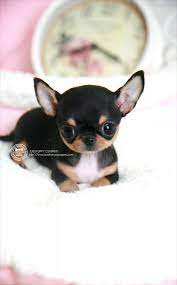 Bowpup Teacup Puppy For Sale Micro Teacup Chihuahua Perros Perros Lindos Animales