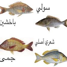 Pin By Fishing Academy On Fishing Lures Fish Fish Pet Fishing Lures