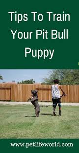 Pin On Dog Training Guides