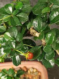Fukien tea tree bonsai, can make your garden really awesome. Pin On Bonsai Trees