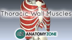 Human 3/4 body skeleton with muscles, veins and arteries. Muscles Of The Thoracic Wall 3d Interactive Anatomy Tutorial