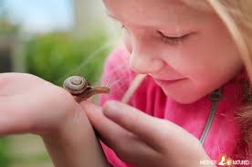 I even have them in my own backyard. Keeping Pet Snails Everything You Need To Know About Their Care