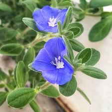 Image result for Evolvulus