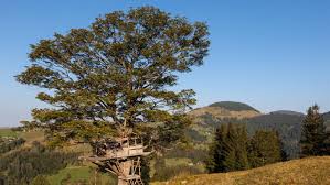 Find your perfect nature wallpaper for your phone, desktop, website and more! Another Windows 10 4k Wallpapers Premium Theme Is Out Treehouses