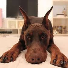 At forever love, we're dedicated to pairing the right puppies with the right family. 17 Doberman Pinscher Bark Bistro Company Www Barkbistrocompany Com Ideas Doberman Pinscher Doberman Pinscher
