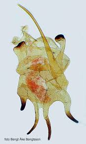 Image result for Scythris crypta