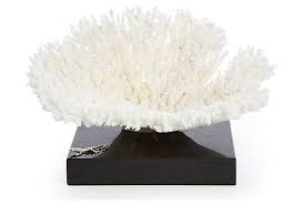 Pin On Sea Shells