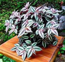 Image result for Tradescantia zebrina