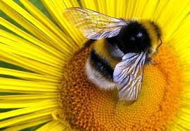 Up to 15% off perennials for fall!. Wings At Work Butterflies Pollinate Plants But In Ways Different From All Others