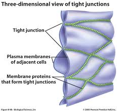 Animal cells are gap junctions. Microbe Tricks For Entering The Brain