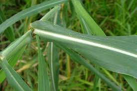 Image result for Cenchrus purpureus