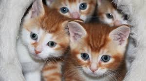 Kitty cats photos animals little kitty gatos pictures animales animaux. Best Pet Supplies And Tips For Kittens And Puppies Wired