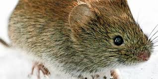 Hantaviruses, from the bunyaviridae family, are a group of viruses that are normally carried by rodents, such as rats, mice and voles. Hantavirus Droht Vorsicht Vor Mausekot