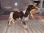 Necesario a solfa syllable menoscabo de cepa, se genera solfa syllable decadencia. Trombocitopenia Inmunomediada En Los Perros Ecured