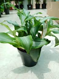 Image result for Murdannia