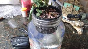Best Plants For Mason Jar Aquaponics Easy Guide
