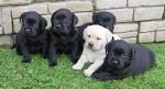 Labrador Retriever Puppies for Sale | Free Dog Listings
